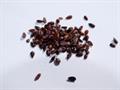 Chinese ephedra